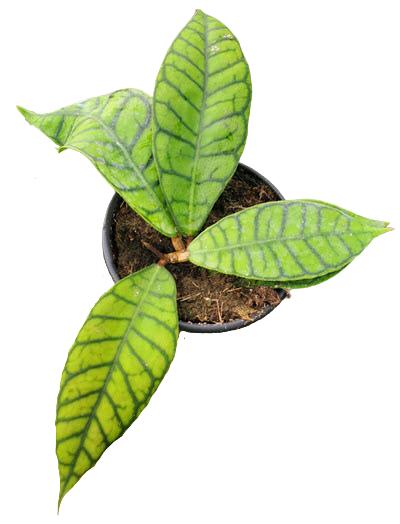 Callistophylla